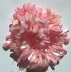 16 inch strand of Light Pink Irregular Shell Sticks